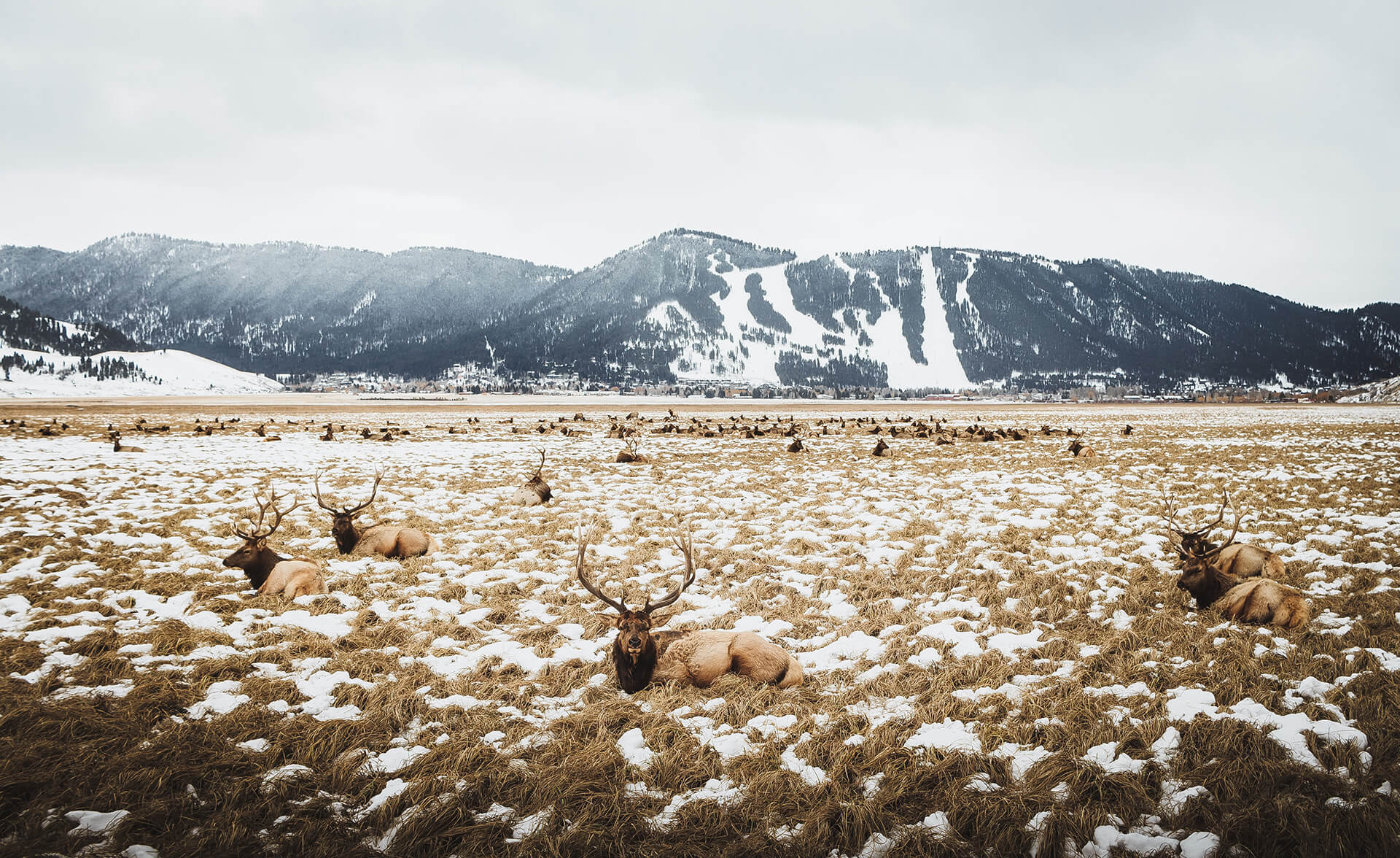 Stock photo of National Elk Refuge outside of Jackson, Wyoming in winter